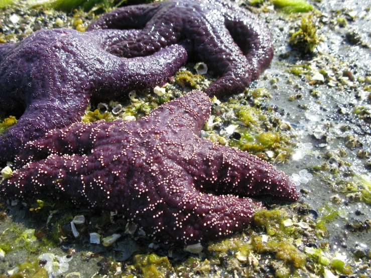 the starfish is purple and has tiny dots on its back