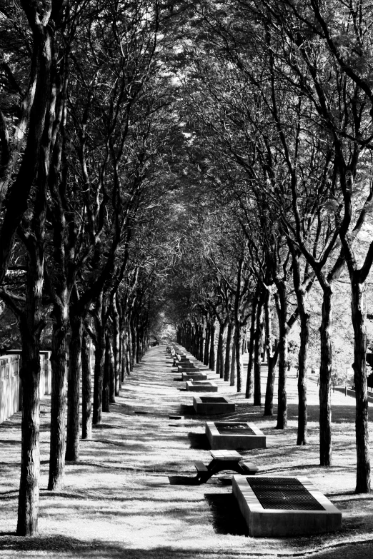black and white pograph of trees lining street with benches