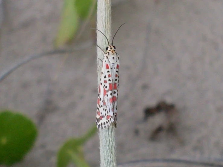 a white moth resting on a green plant