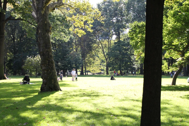 people relaxing in a park surrounded by trees