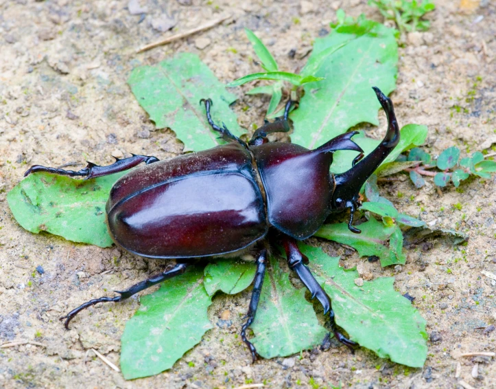 a large black insect sitting on a green leaf