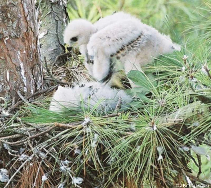 an ostrich standing up with its head in the nest