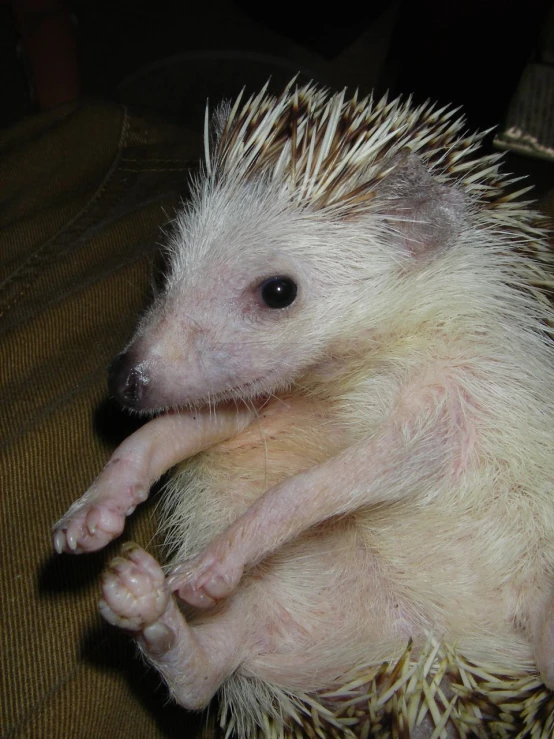 an adorable hedgehog sitting on a couch