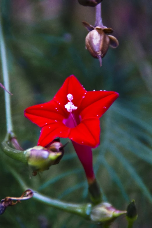 a red flower with water drops on its petals