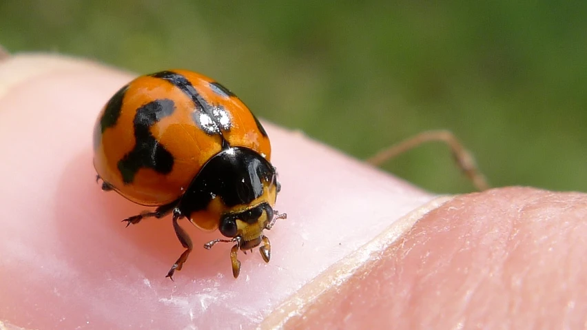 a close up of a person holding a bug