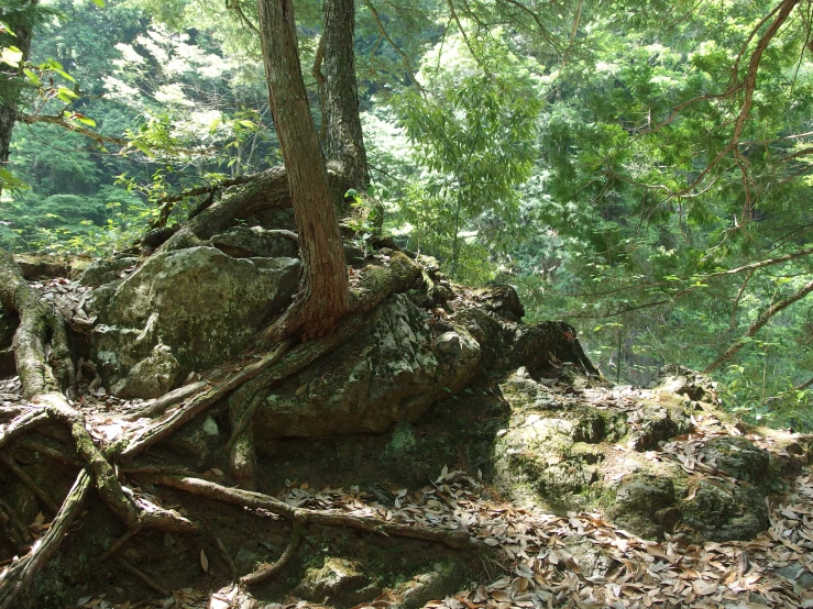 an old rock surrounded by leaf covered trees