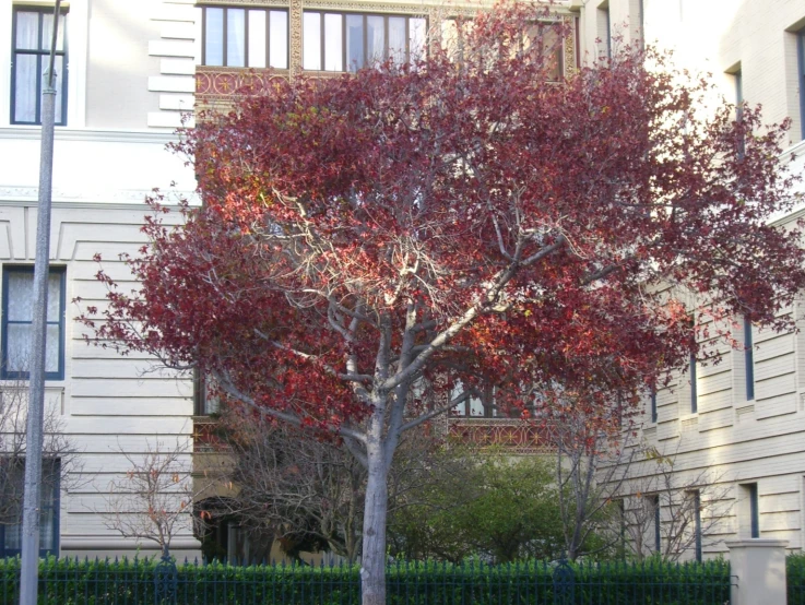 an apartment building behind a red tree in autumn