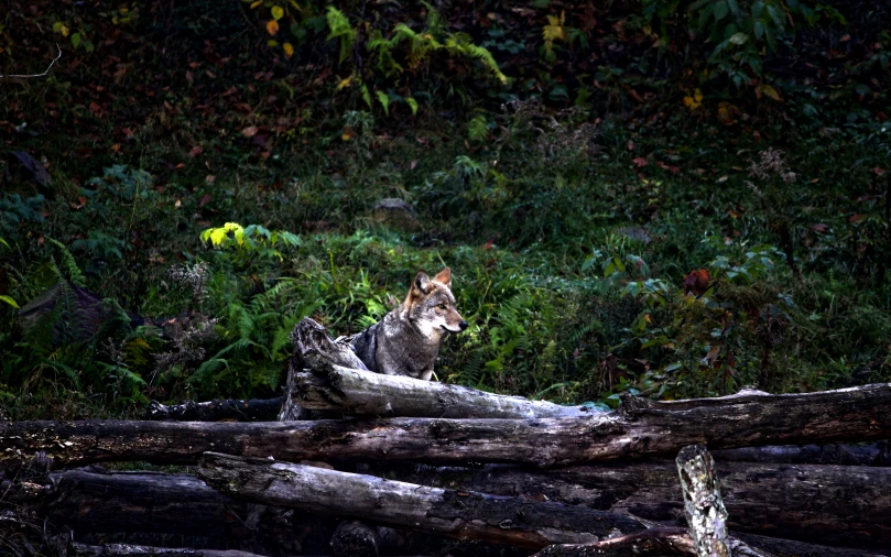 a brown and white cat sitting on a pile of logs