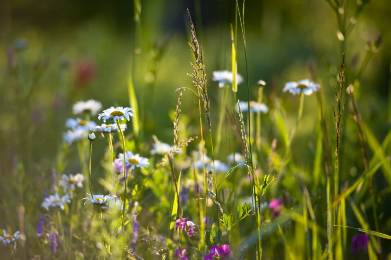 a field full of wildflowers and long stem grasses