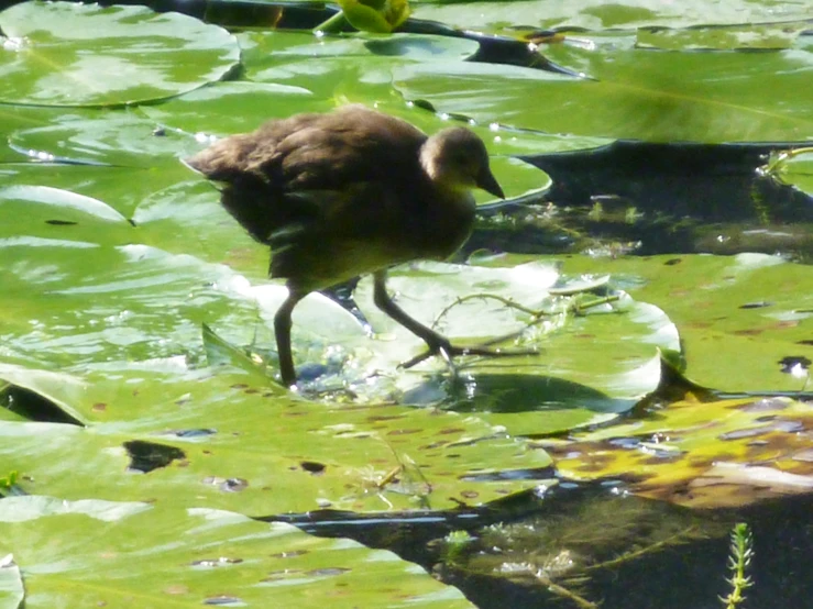 a baby bird walking through a lily covered pond