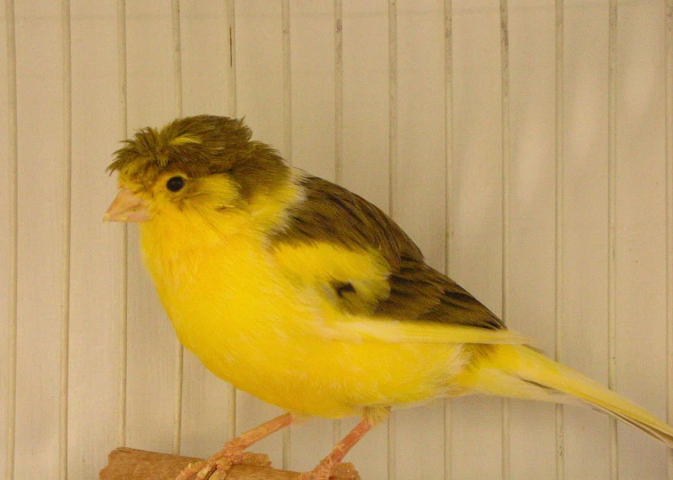 a yellow bird with a white head is standing on a perch