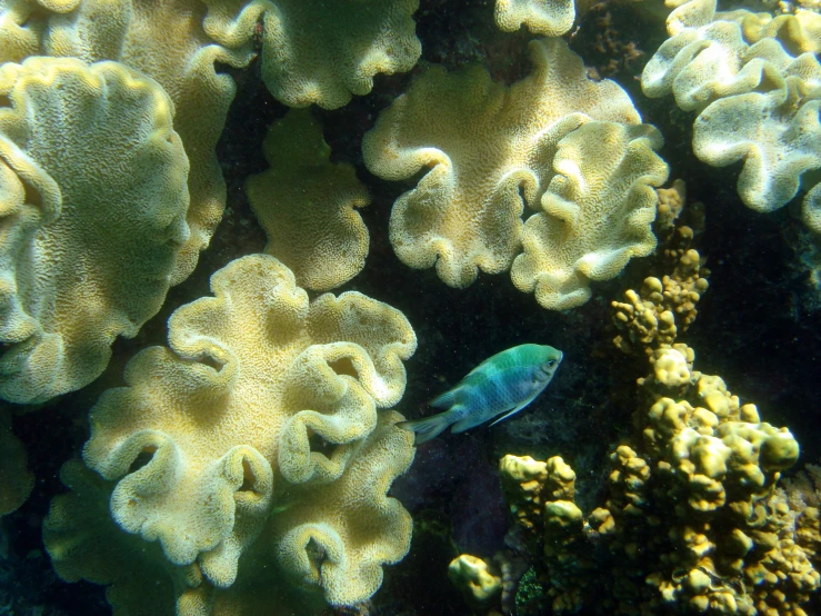 a fish swimming through an underwater coral