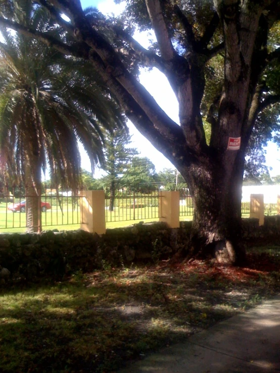 there is a large palm tree by the park