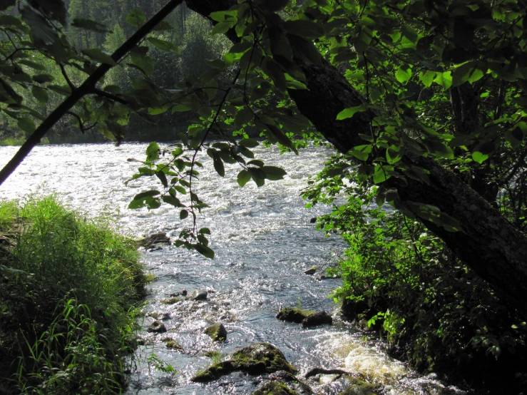 an image of a river that is surrounded by vegetation