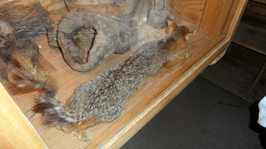 an assortment of different types of animal furs on display in a case