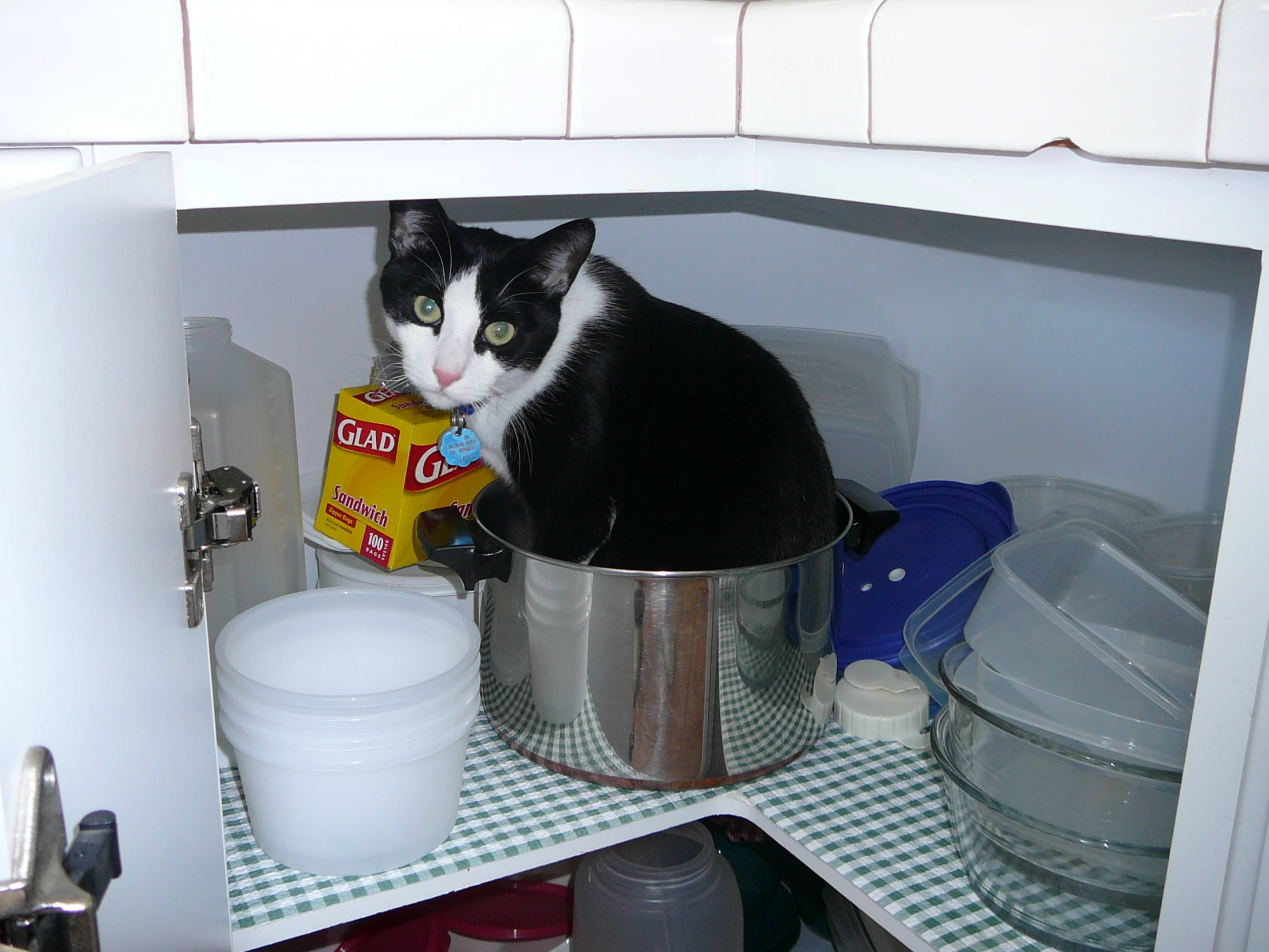 the cat is sitting inside of a kitchen