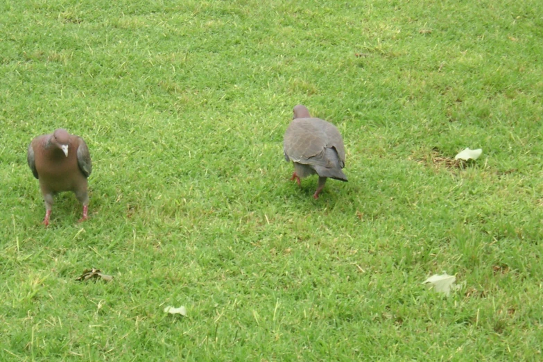 two pigeons are walking on grass, one looking at another