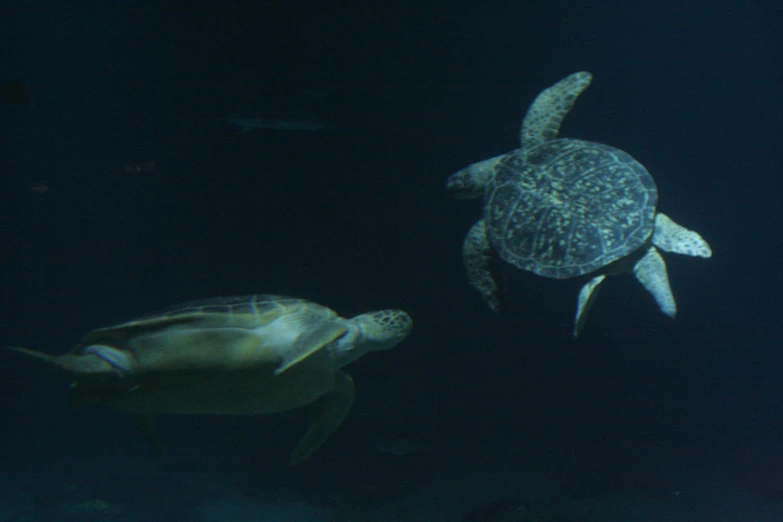 two turtles swimming at night in the sea