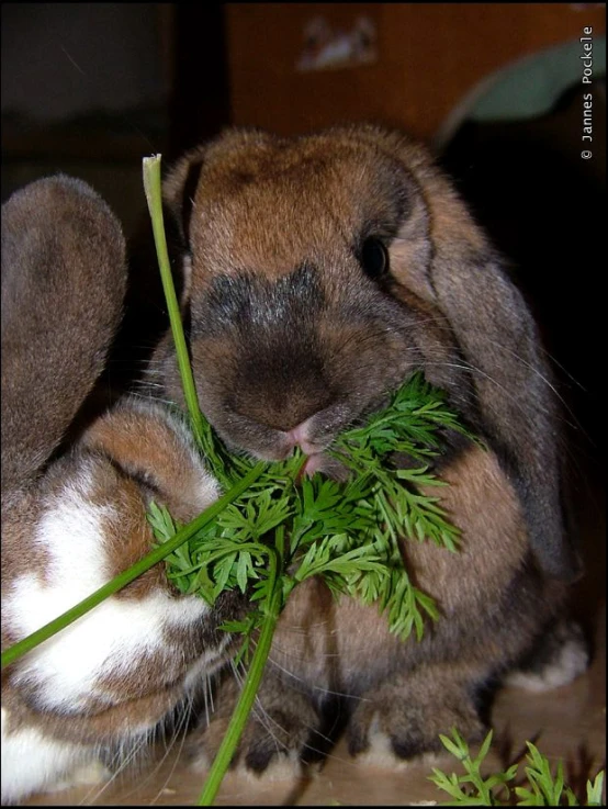 a bunny eating some green plants out of it's mouth