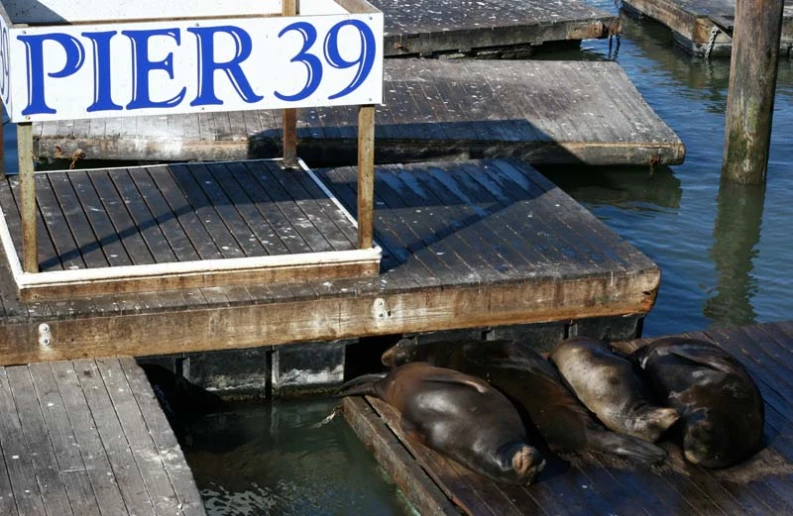 sea lion sleeping on a pier with a for sale sign above it