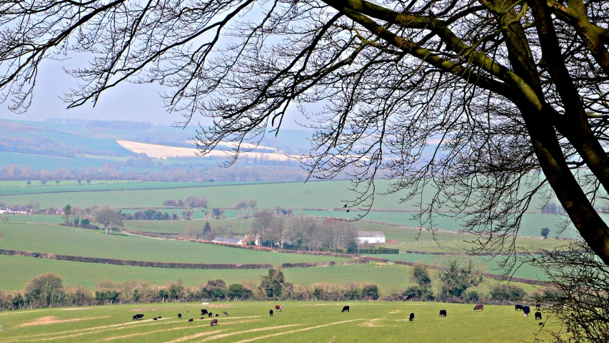 trees and grass are in the foreground of an image of cattle grazing