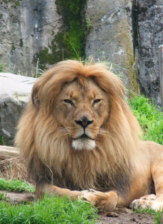 a lion laying down in a field near rocks