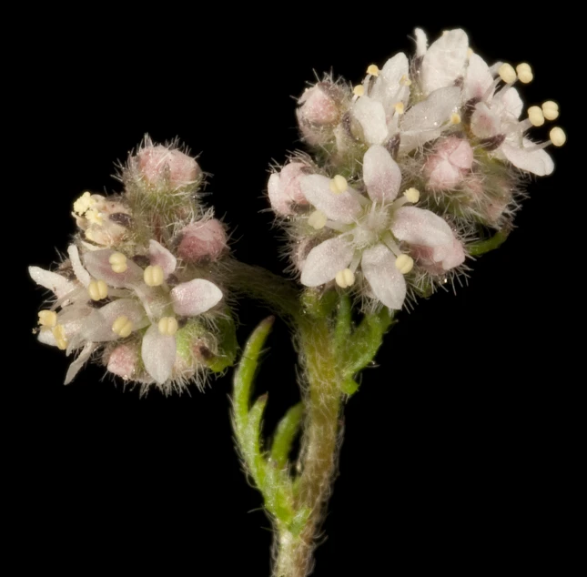 pink flowers with buds are blooming on black background