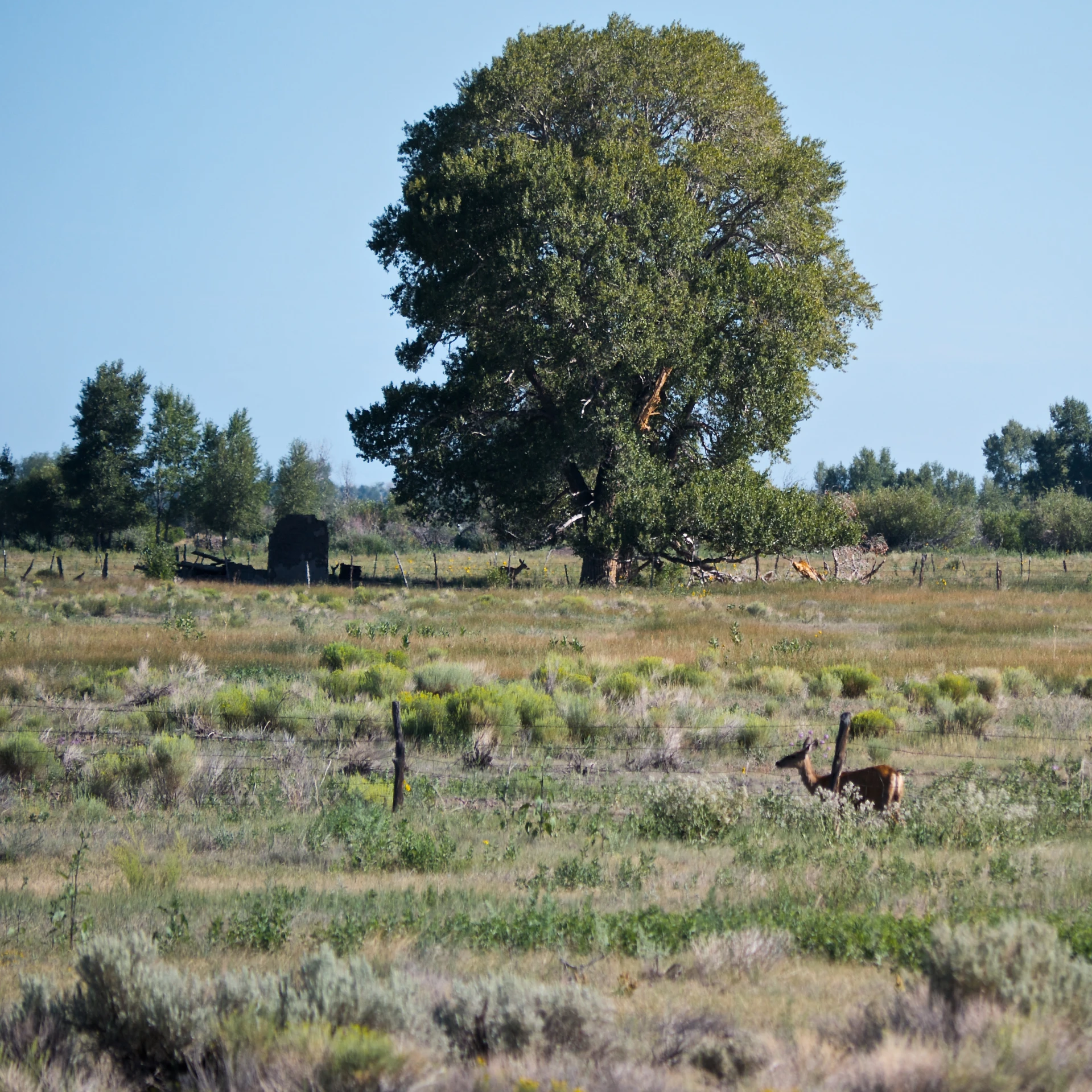 an antelope stands out in a grassy area with a tree and a giraffe