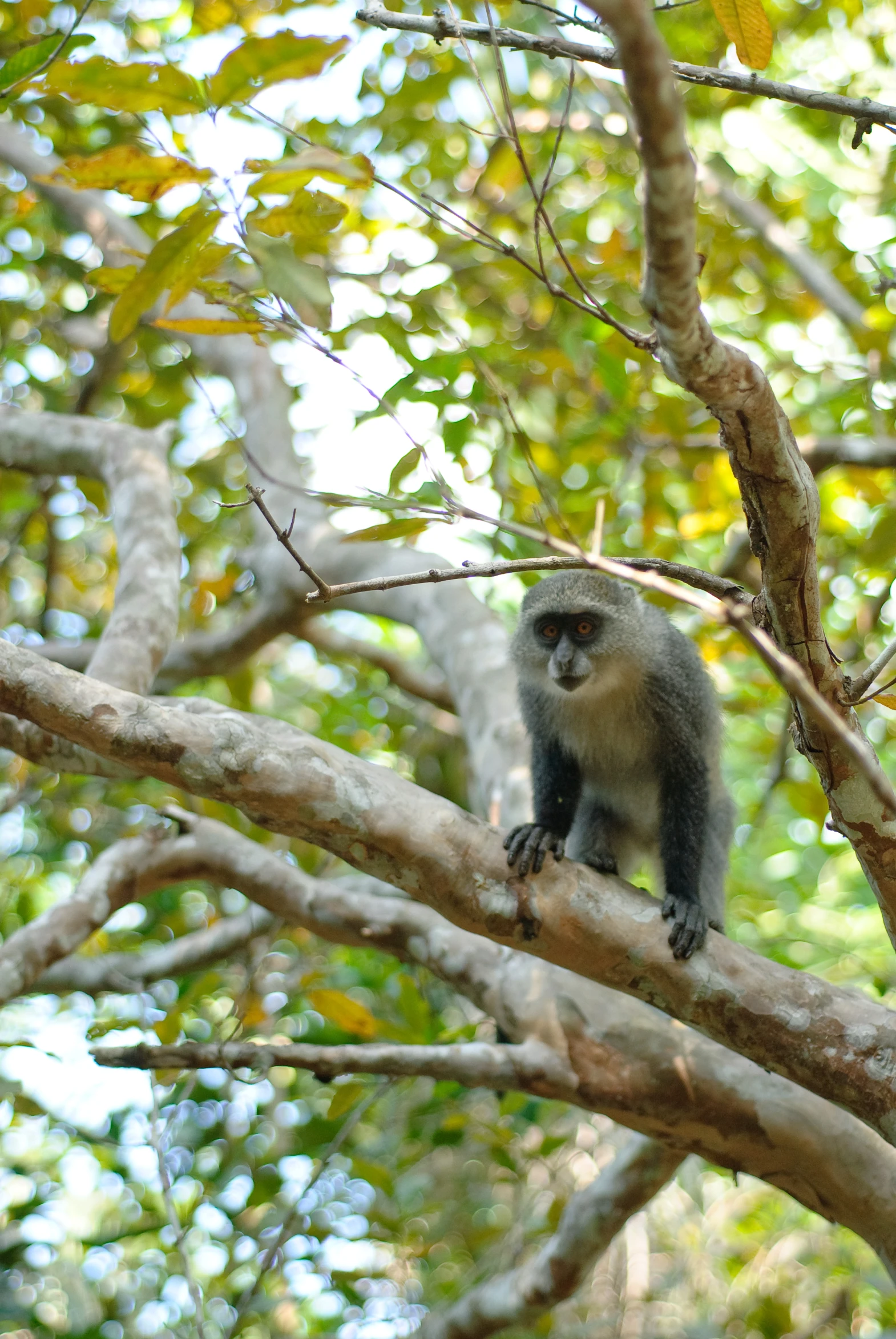 a monkey sitting on the nch of a tree