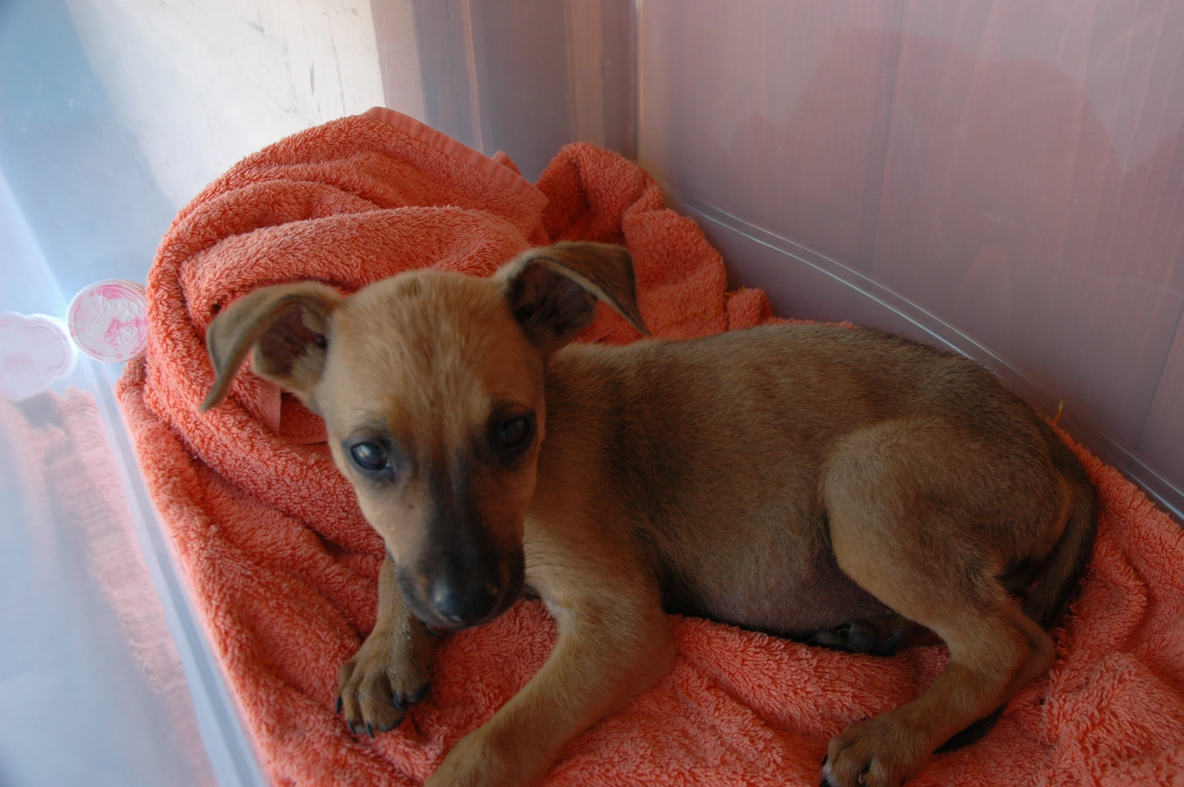 a small dog laying on an orange towel