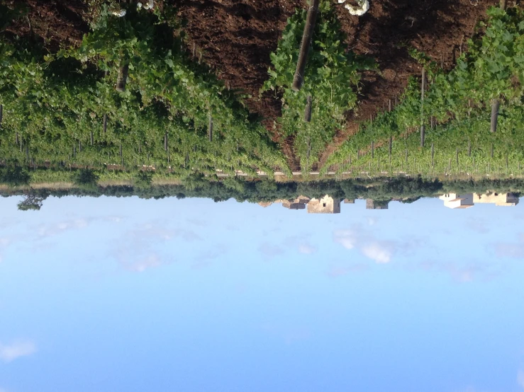 an image of a field that looks green and is being planted