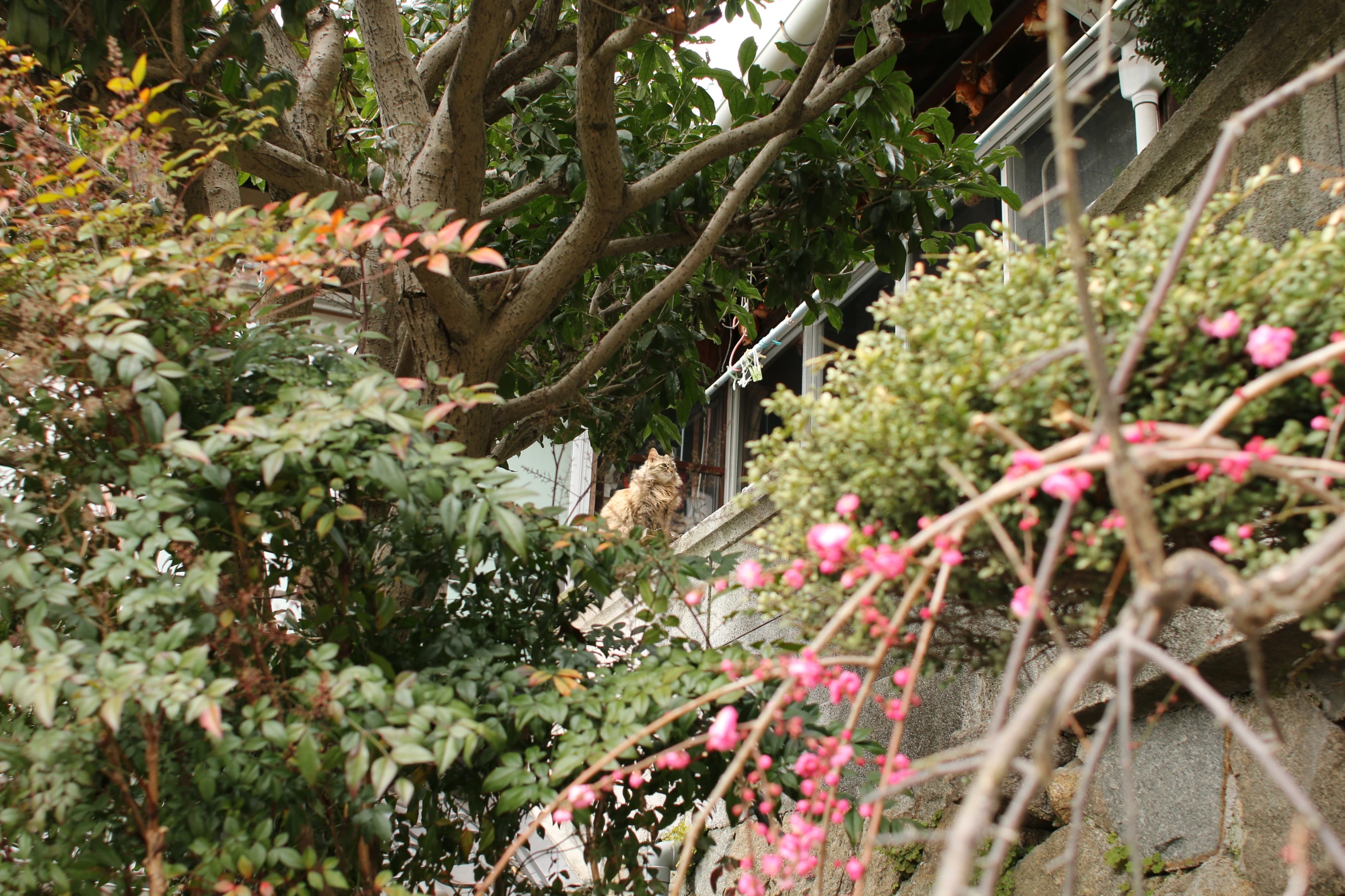 the cat is sitting on the ledge in the garden