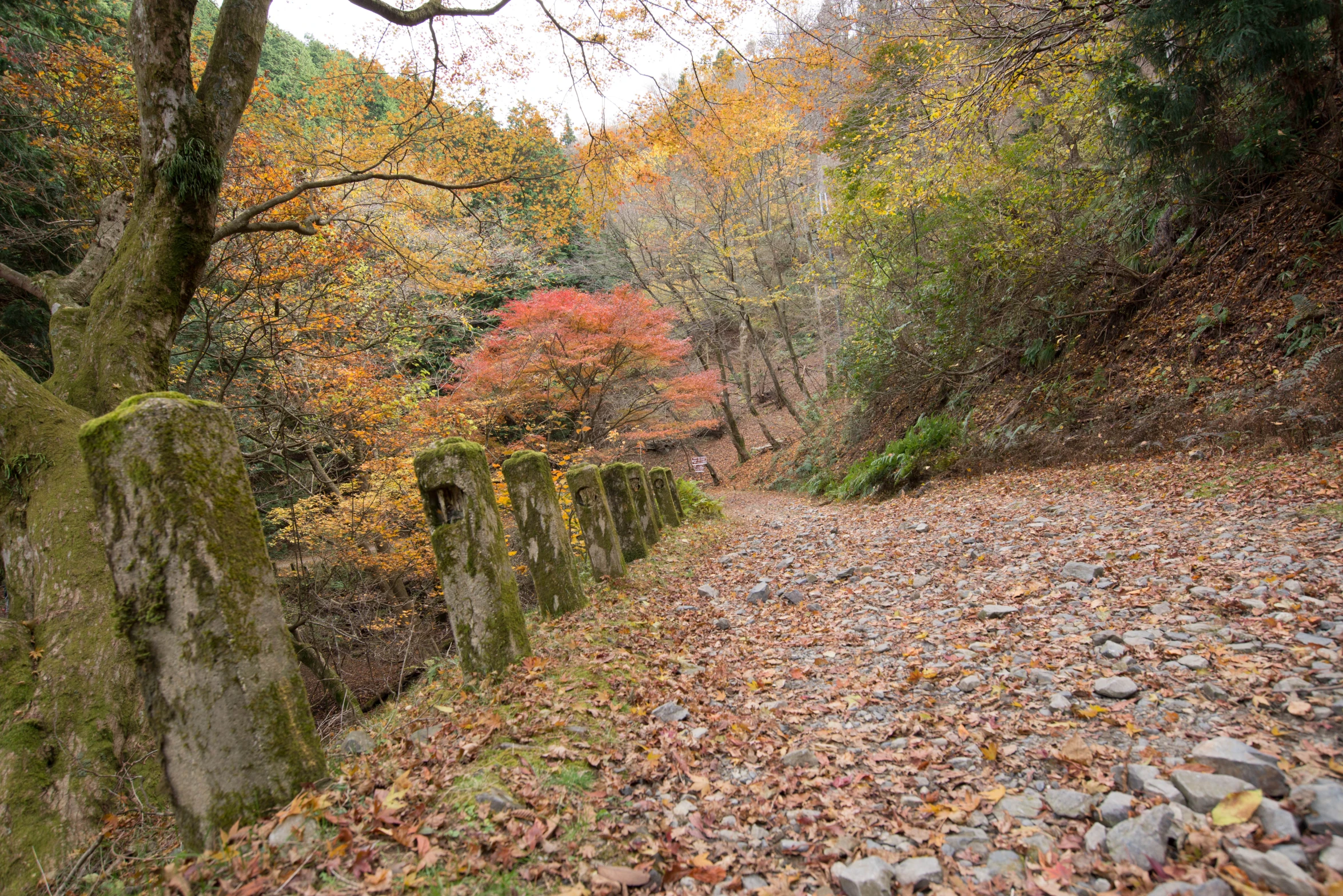 a pathway in the forest with lots of leaves on the ground