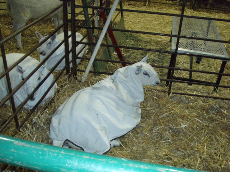 three sheep in the pen at a petting zoo