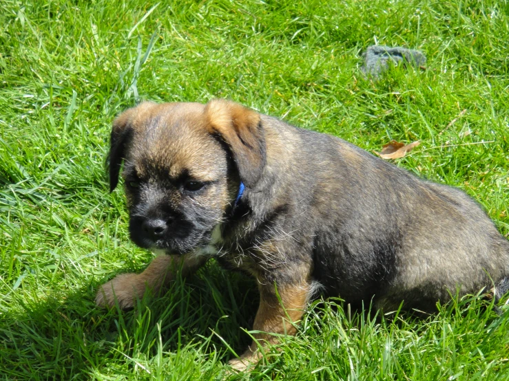 a puppy sitting in the grass with its eyes closed