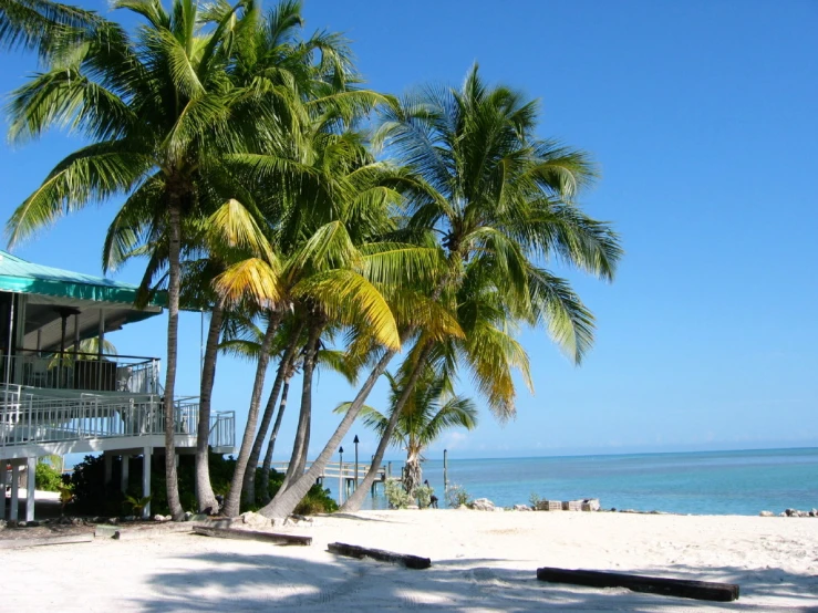 a beach with palm trees and a building