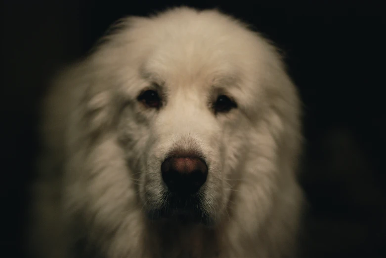 a close up view of a dog's head and eyes