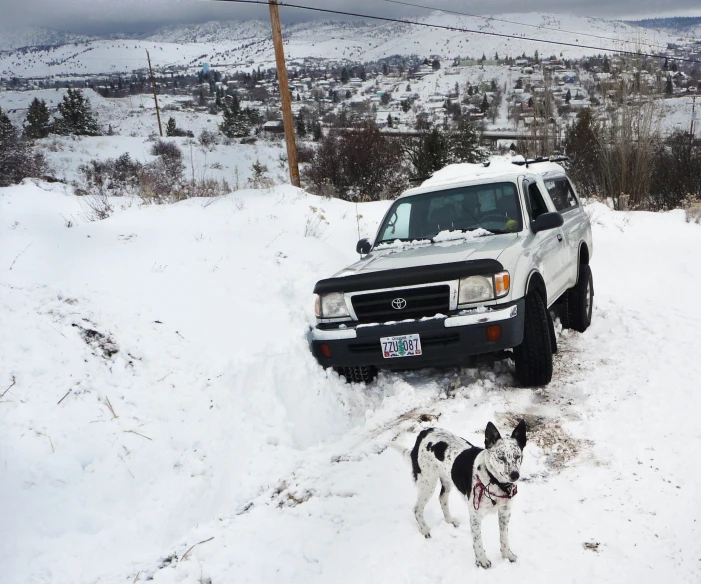 a couple of dogs looking at a truck parked in snow