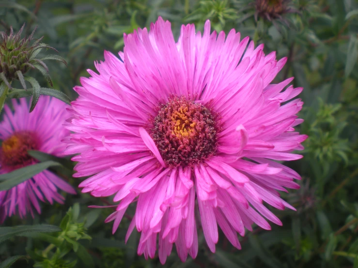 a pretty pink flower is blooming near some green grass