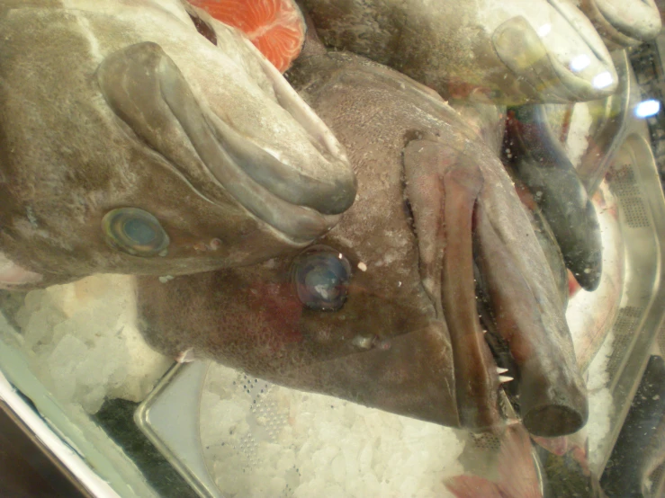 some fish on display inside of a glass case