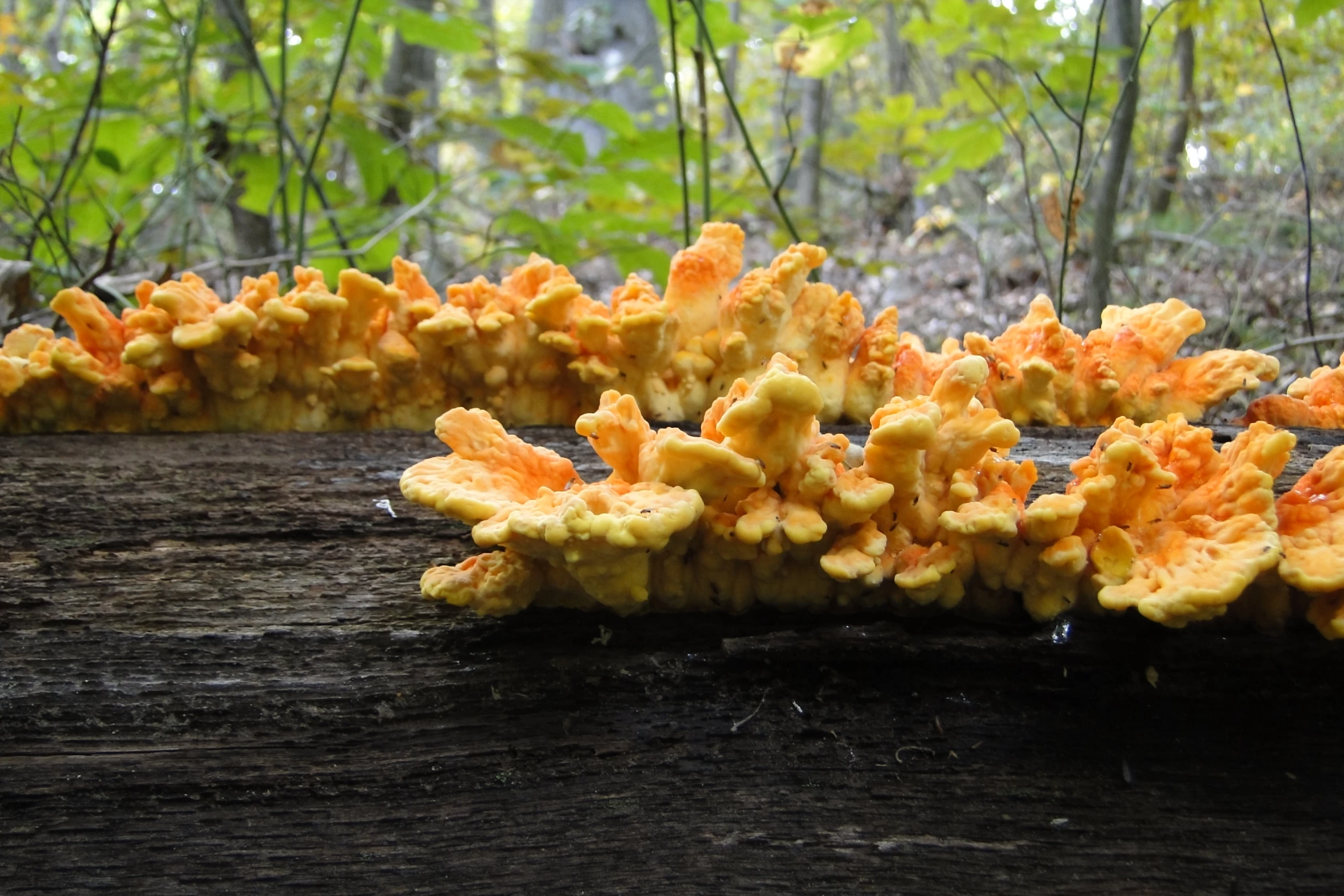 a bunch of strange looking orange and yellow mushrooms