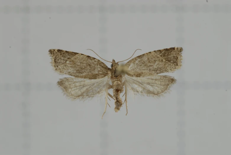 close up of the top of a moth