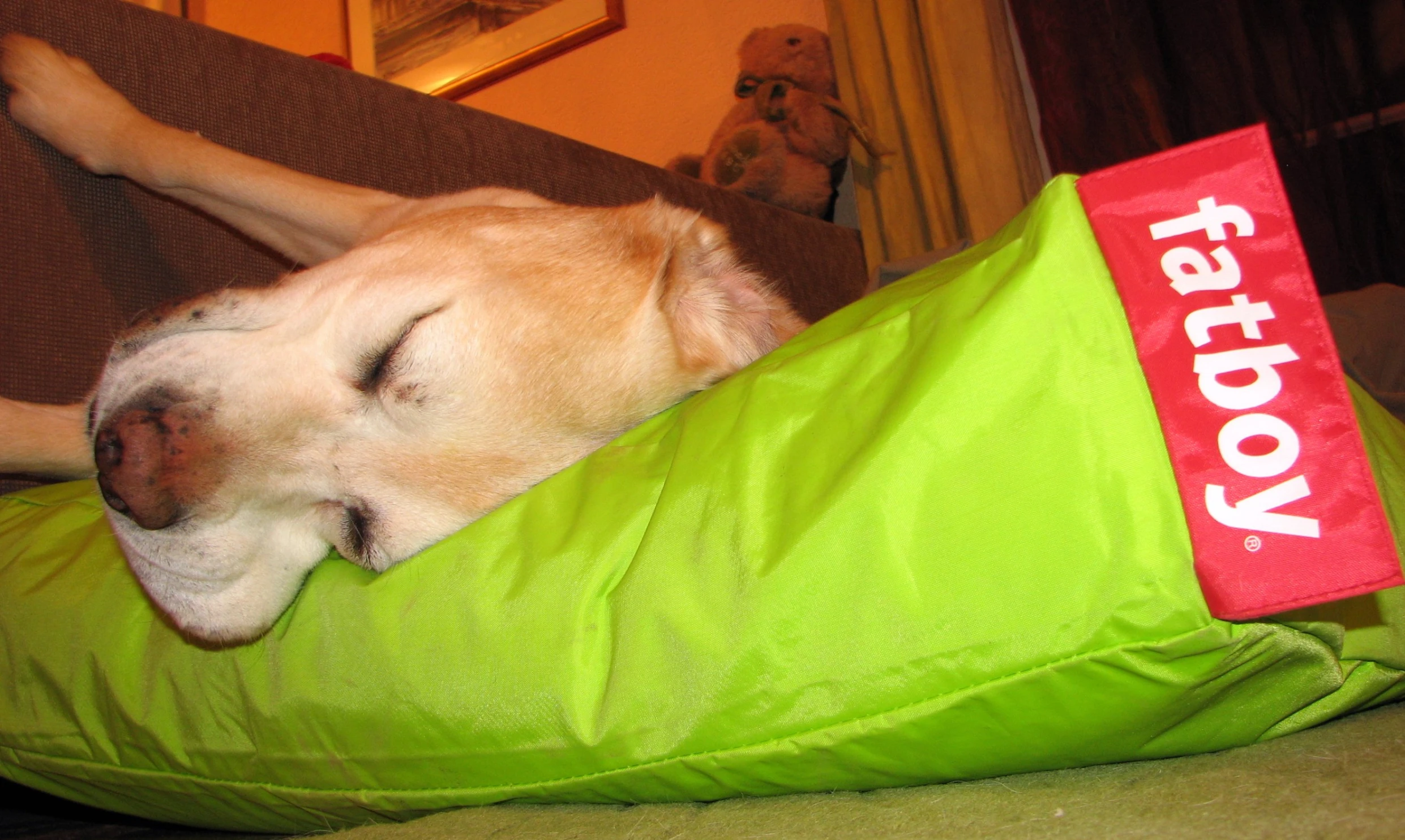 dog resting in bed with dog toy on couch