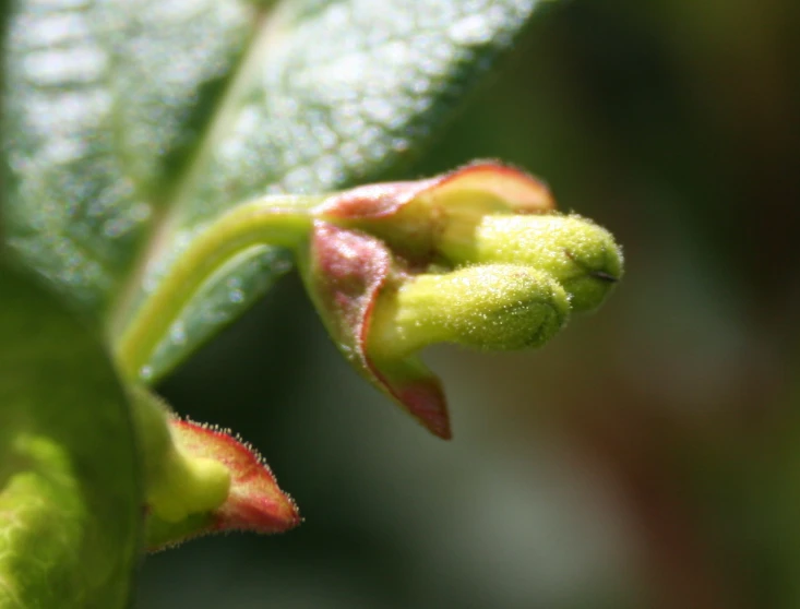 buds of a plant that are in bloom