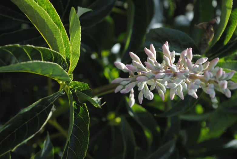 pink and white flowers blooming from a plant