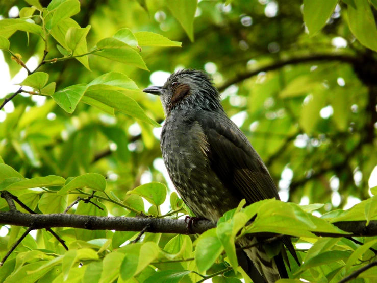 a bird sitting on top of a green tree nch