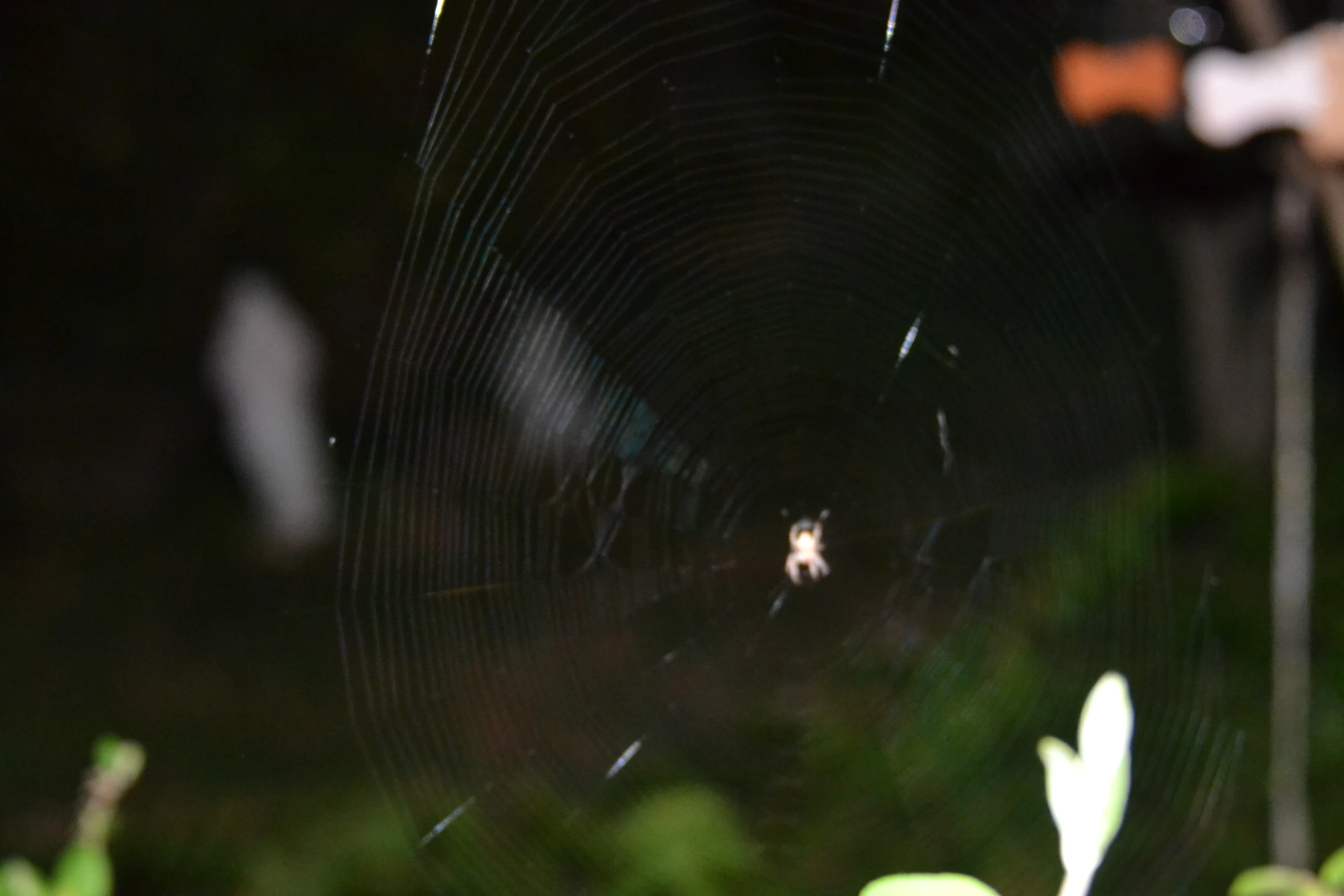 a spider that is sitting on its web