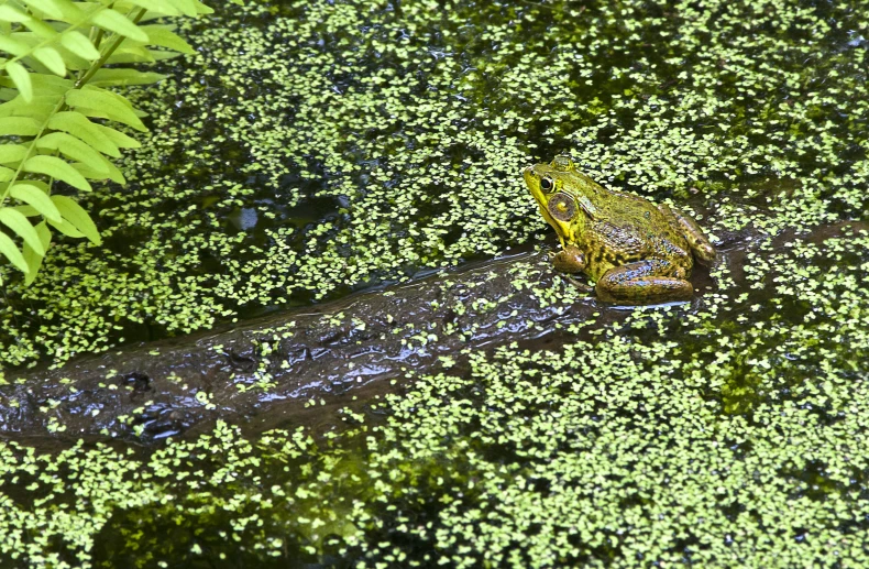 a frog sits on a log in the water surrounded by plants