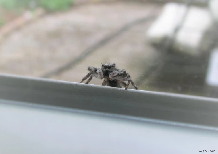 a spider sitting on top of a window seal