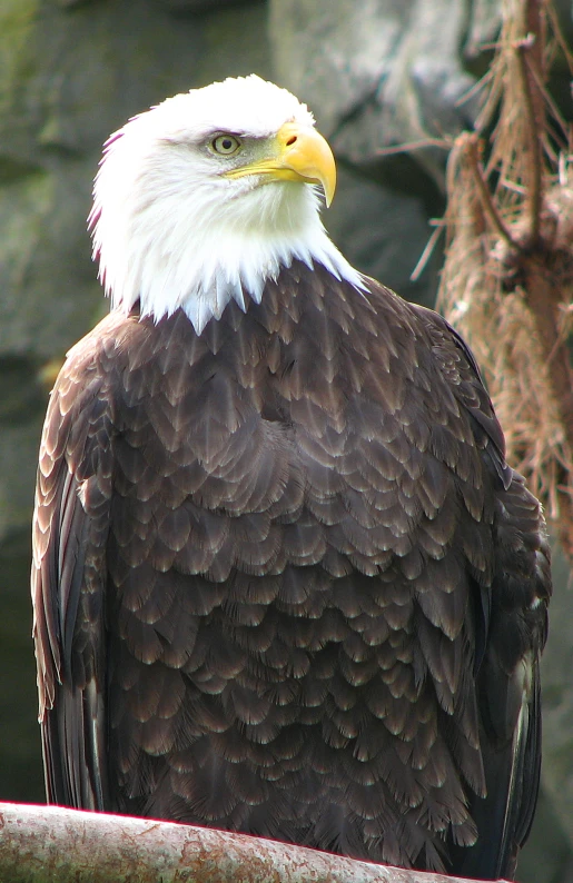 a bald eagle is sitting on a rock ledge